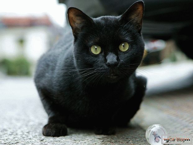 Črna mačka na cesti - do nesreče